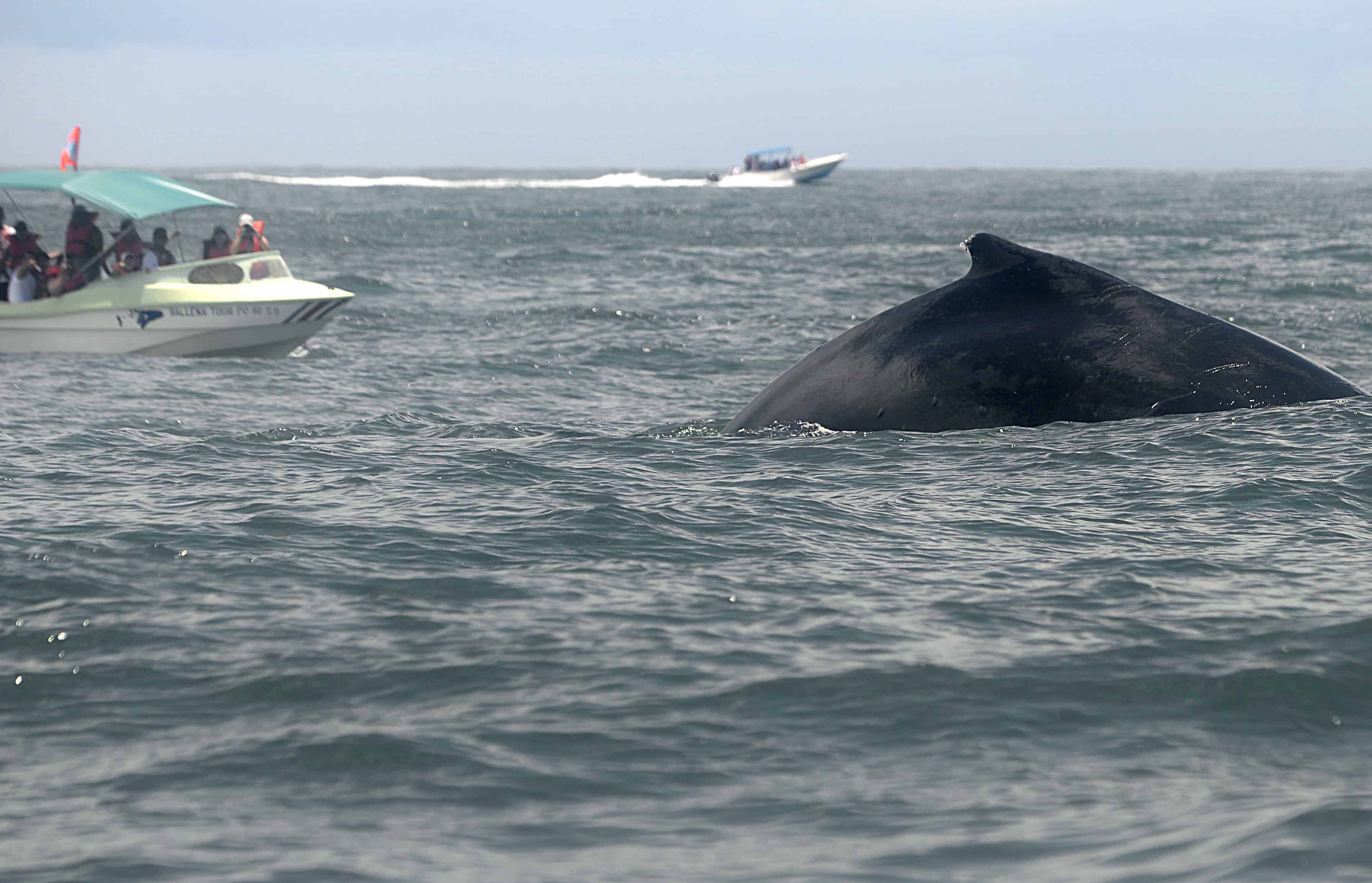 Humpback Whales in Costa Rica