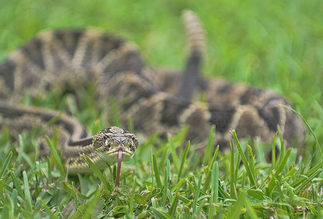 Snakes in Costa Rica