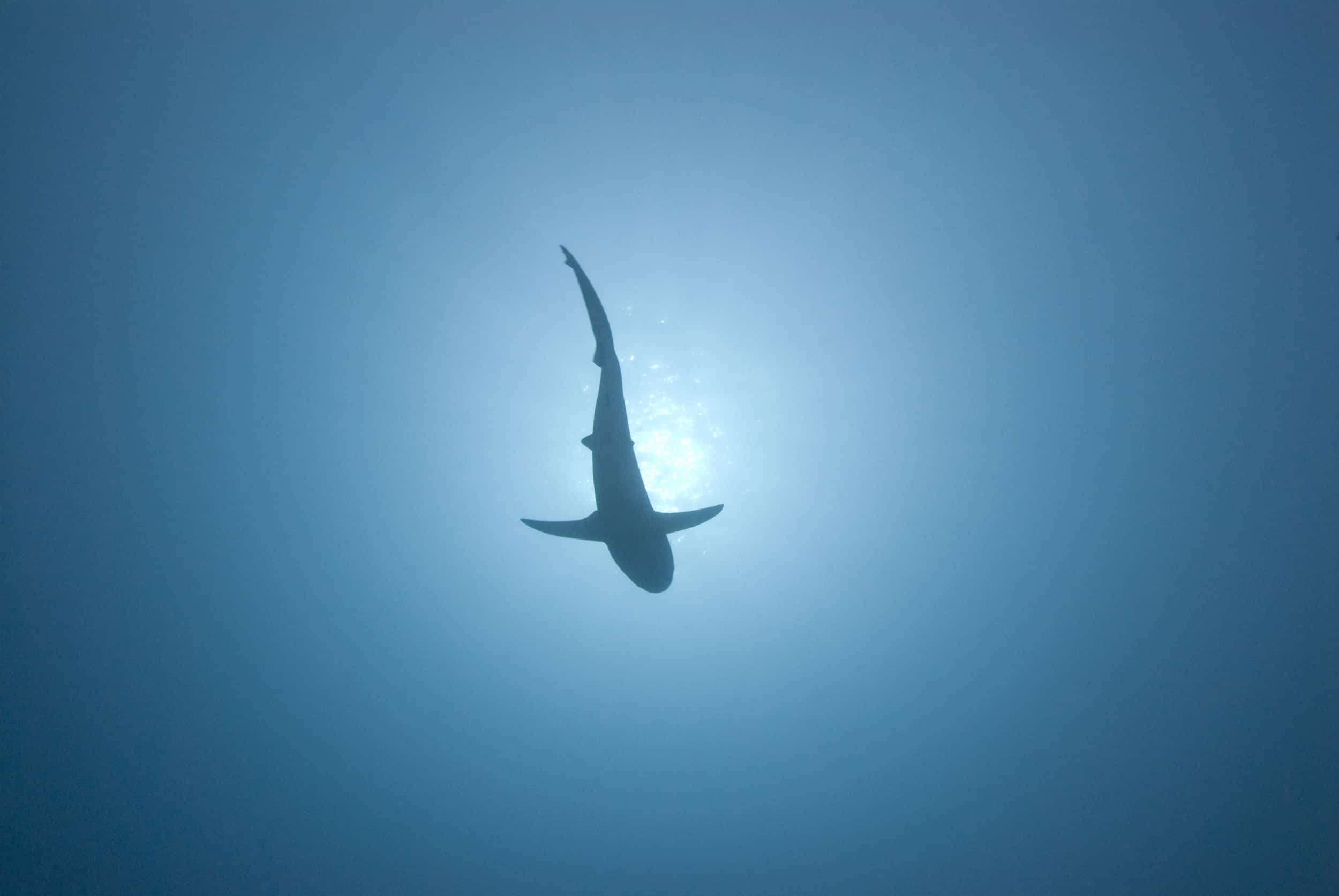 gray reef shark | Costa Rica shark protection