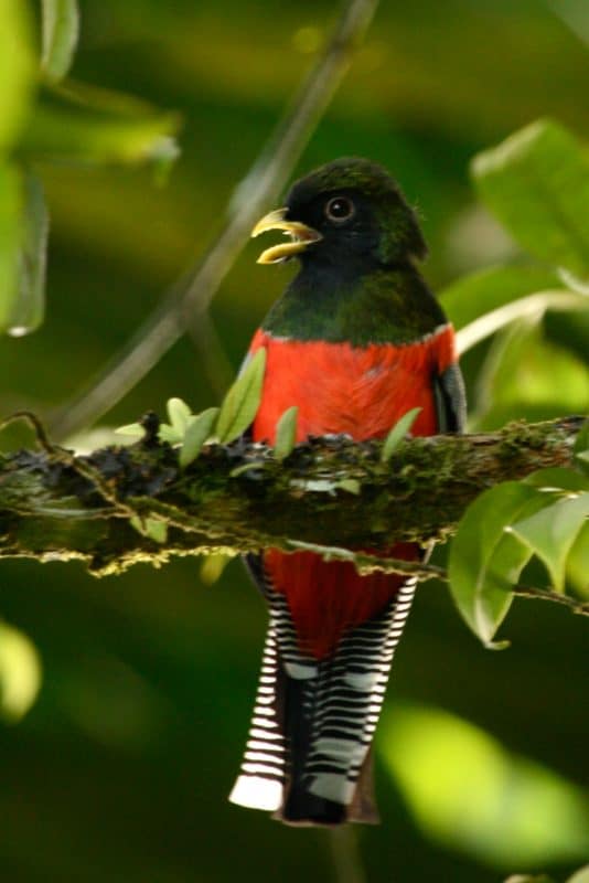 Trogon Bird in Costa Rica