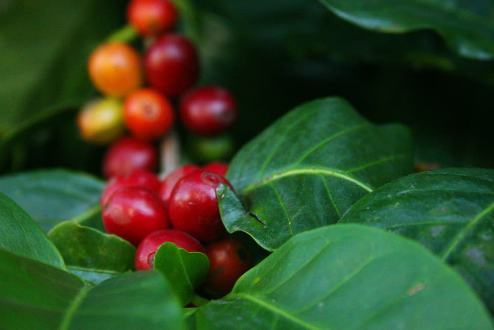 Carbon-neutral coffee: cherries