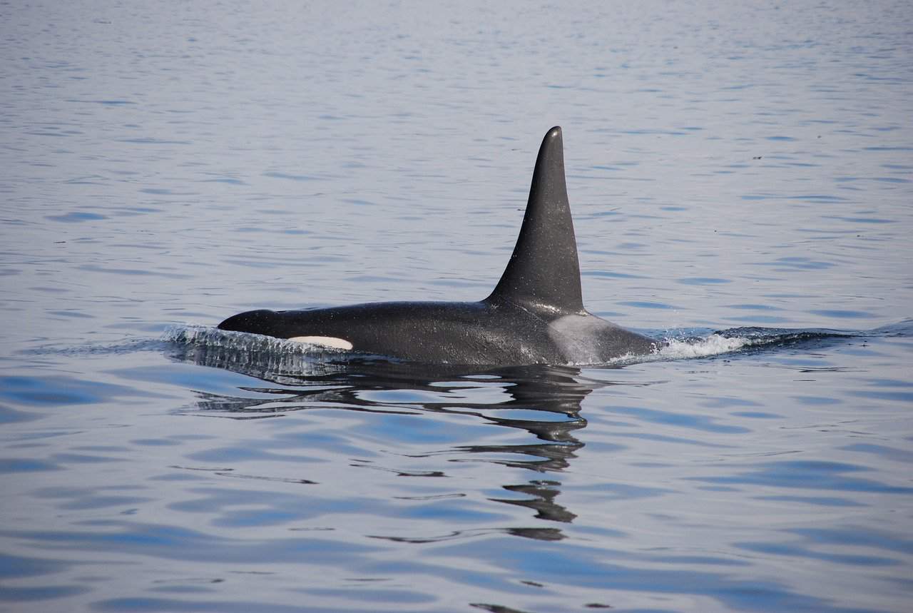 Killer Whale Attack Tiger Shark Video