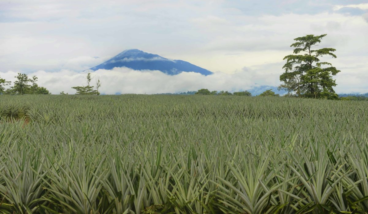Pineapple plantation in La Unión, in northwestern Costa Rica.