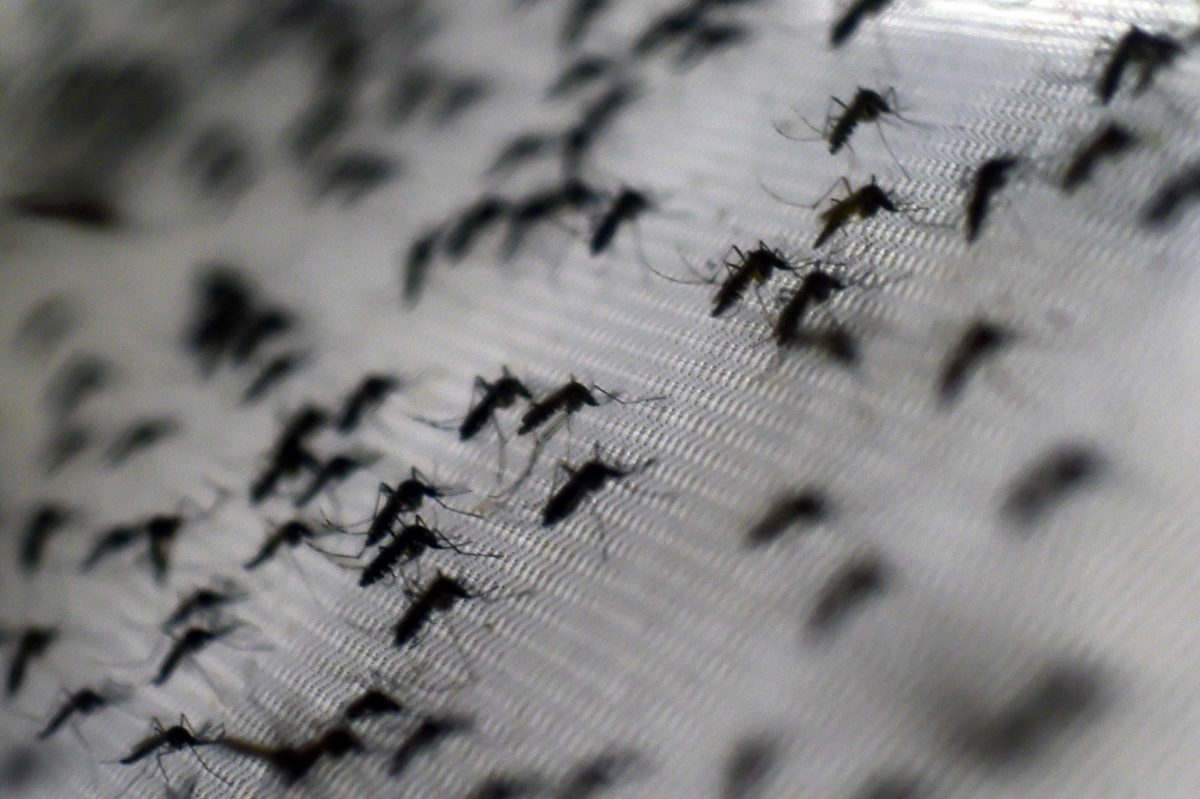 Aedes aegypti mosquitoes infected with the Wolbachia bacterium --which reduces mosquito-transmitted diseases such as dengue and chikungunya by shortening adult lifespan, affect mosquito reproduction and interfere with pathogen replication-- at the Oswaldo Cruz foundation in Rio de Janeiro, Brazil, on Oct. 2, 2014.