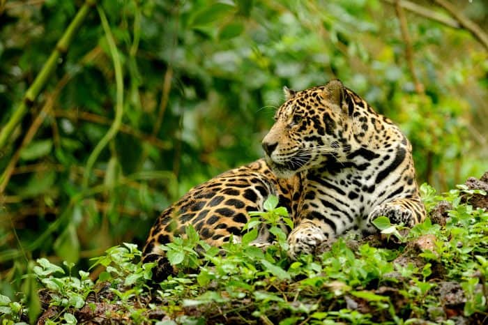 Jaguars in Costa Rica
