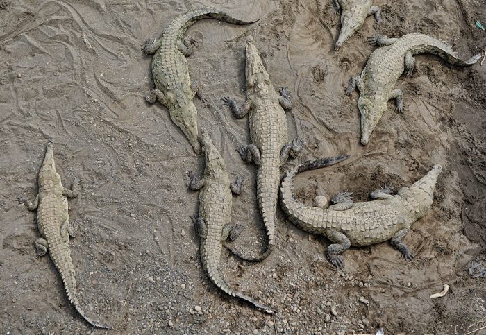 Costa Rica's most dangerous creatures :