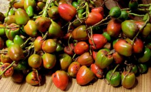 Delicious pejibayes.