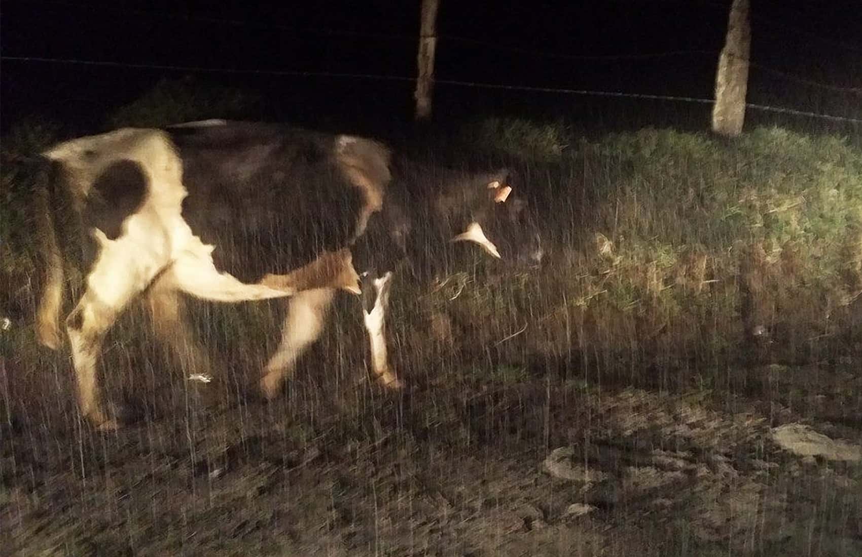 Ash falling over farm animals