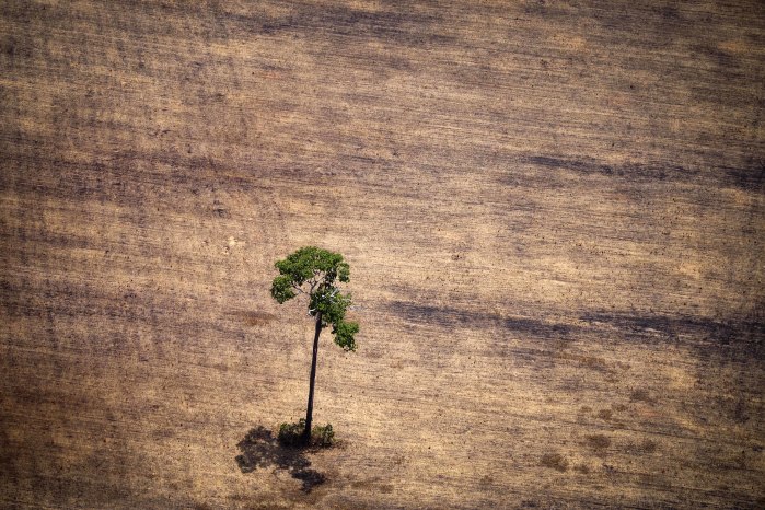 deforestation in the Amazon