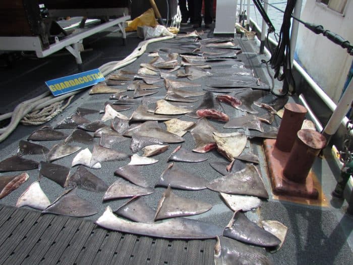 Shark fins seized off Costa Rica's Pacific coast.