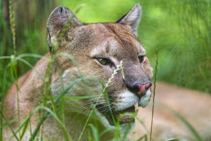 Costa Rica Wildlife - Pumas