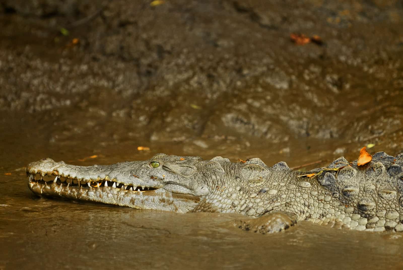 Costa Rica's most dangerous creatures :