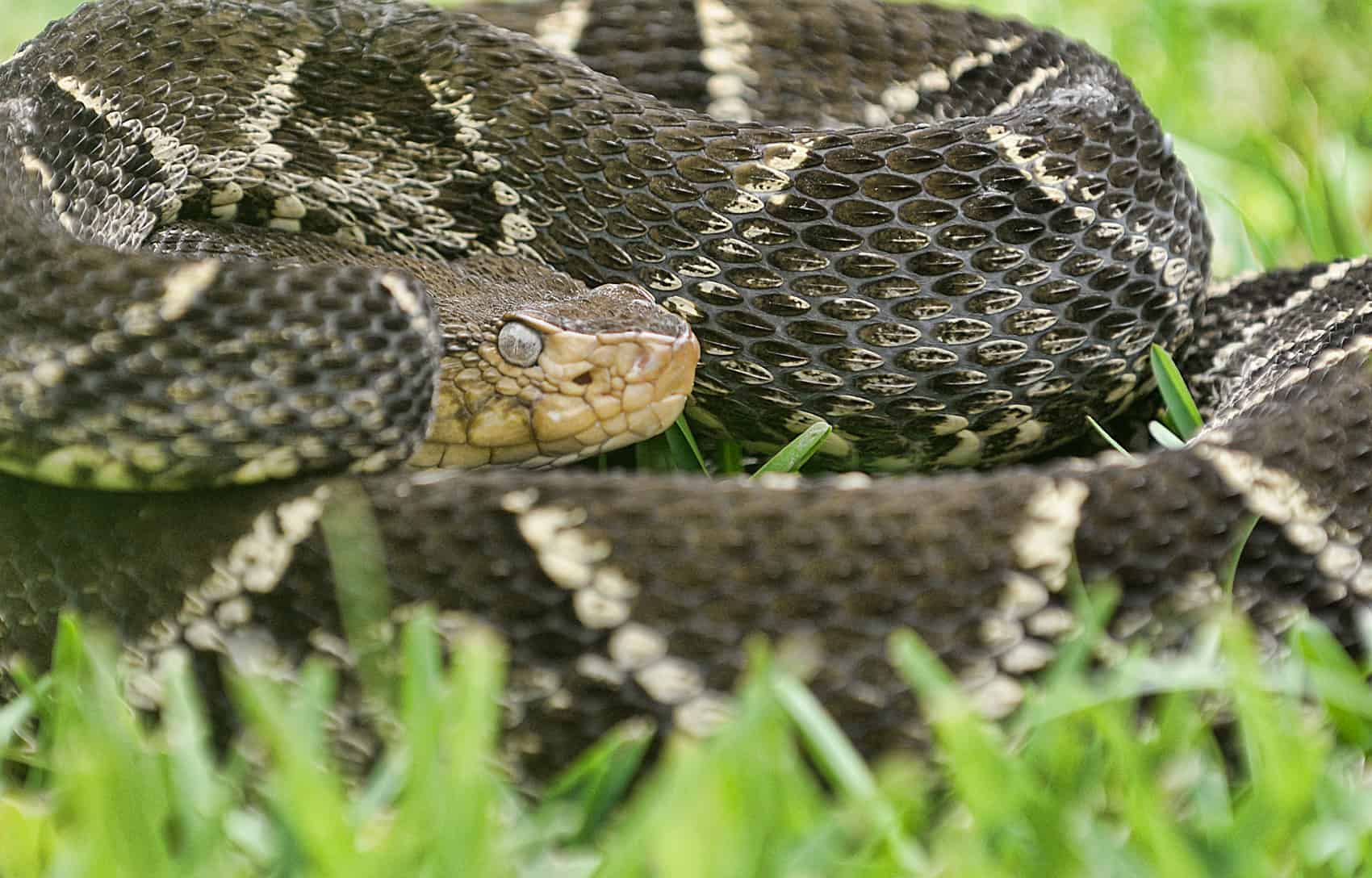 Fer de Lance Snake in Costa Rica