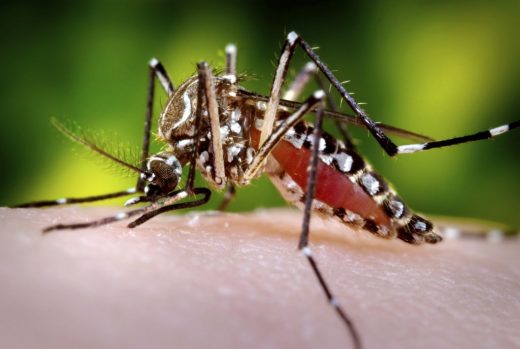 Dengue cases on the rise throughout Costa Rica