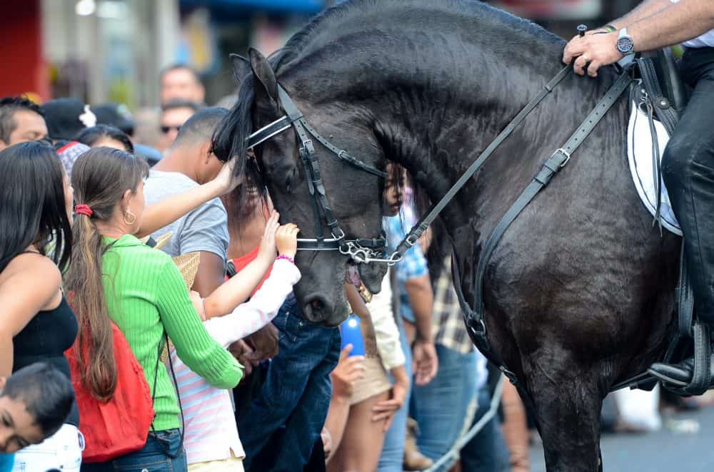 Parade watchers get to pet the horse at Costa Rica National Horse Parade in the capital San Jose