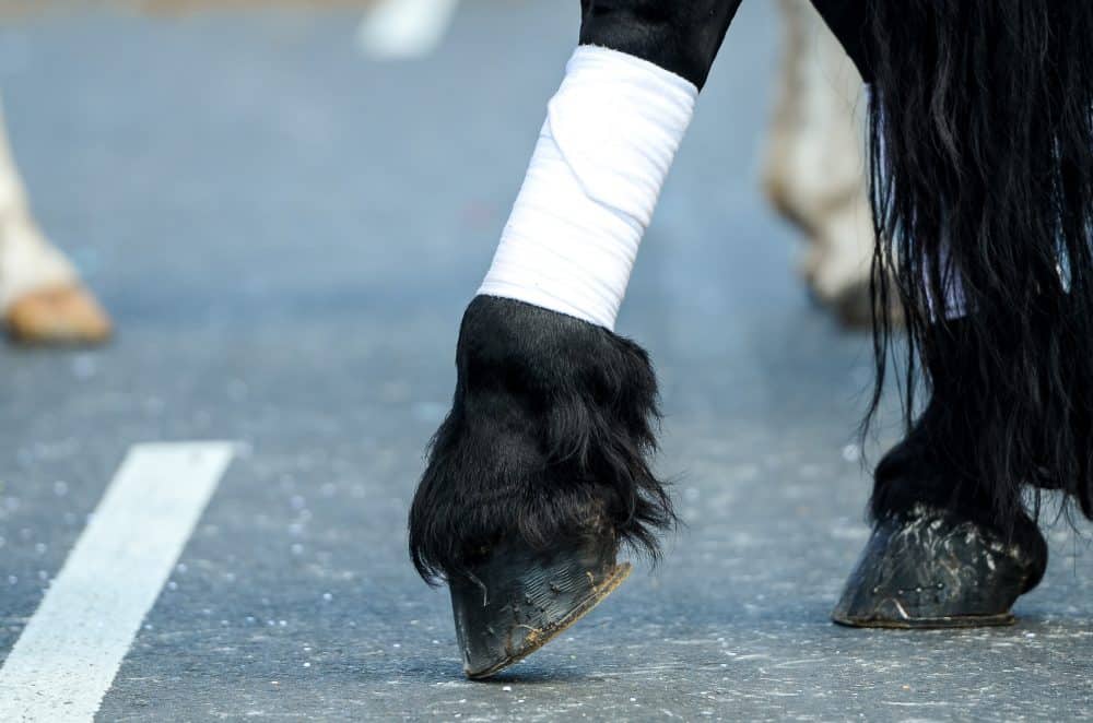 Horse hoof at Costa Rica National Horse Parade in the capital San Jose