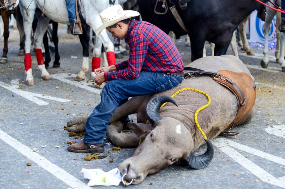 Cowboy taking a break during Costa Rica National Horse Parade in the capital San Jose