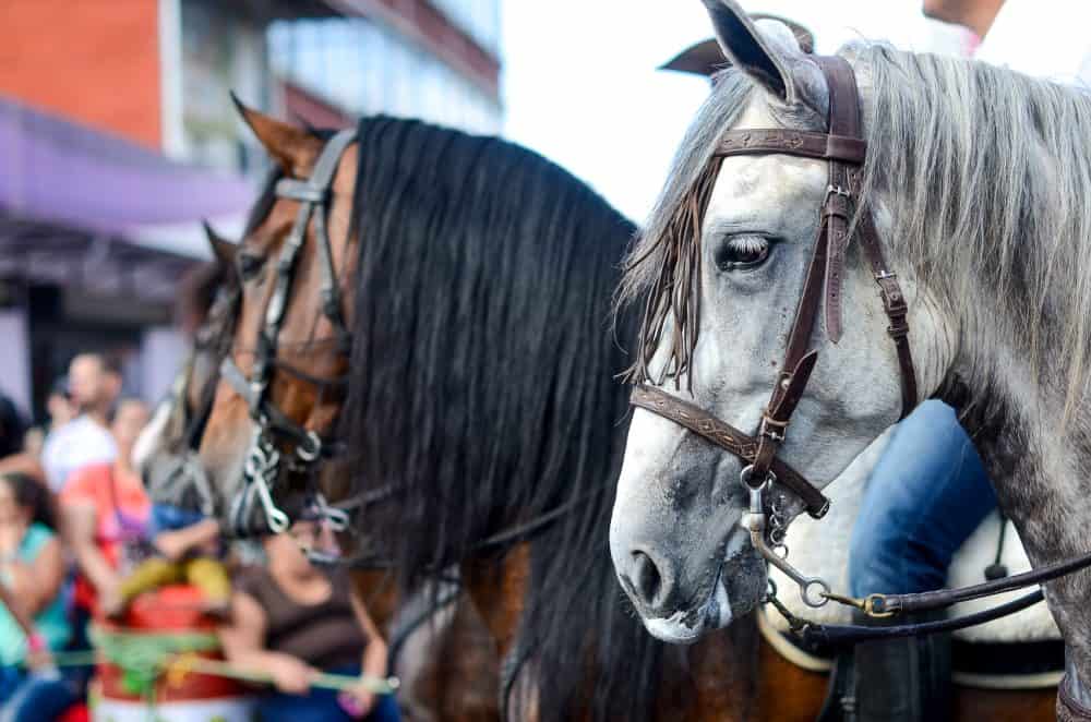 Horses at Costa Rica National Horse Parade in the capital San Jose