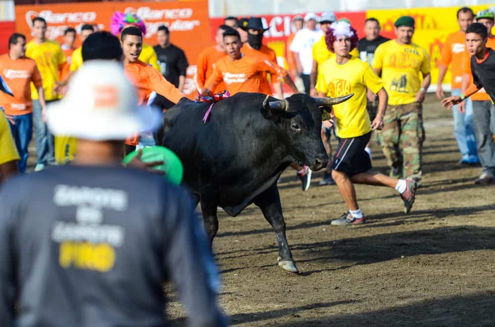 Costa Rica Zapote Bullfighting Festival