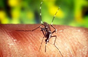 Health officials report 106 cases of chikungunya in Costa Rica