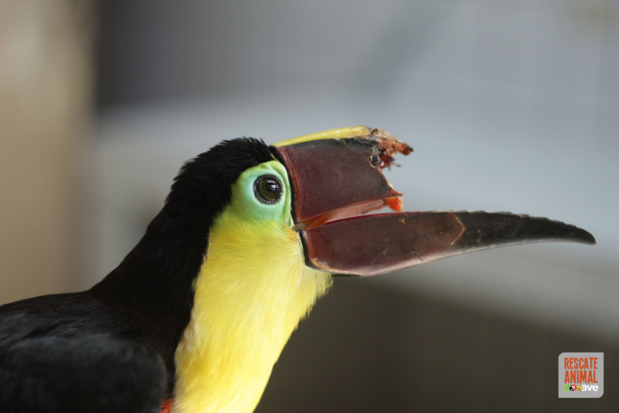A toucan that lost more than 50 percent of its upper beak