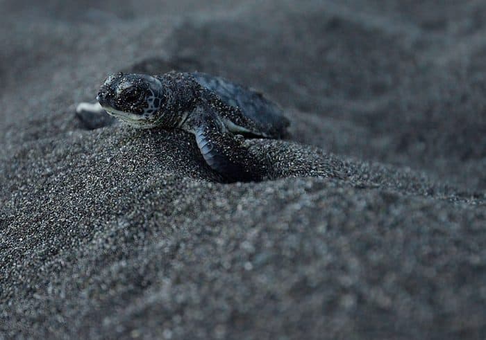 baby turtle