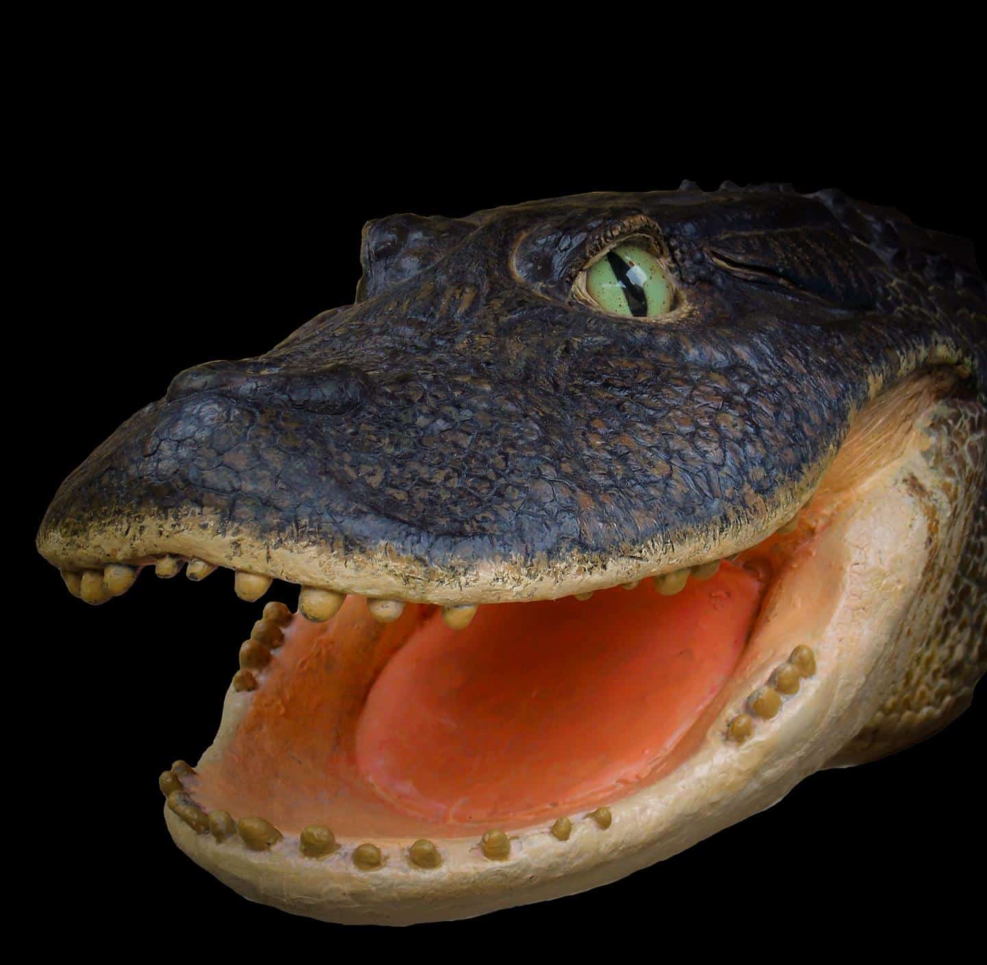 A reconstruction of Gnatusuchus pebasensis, a 13-million-year-old, short-faced crocodile with globular teeth. Scientists think it used its snout to scoop up clams from mud. Before the Amazon River formed, massive wetlands that once sat in the Amazon basin were home to an unprecedented diversity of crocs.