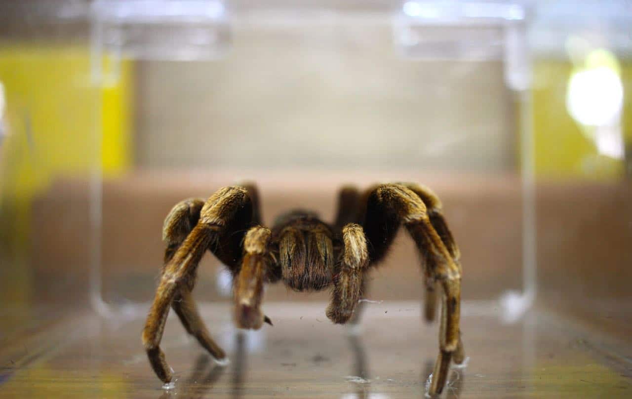 Tarantula in Costa Rica