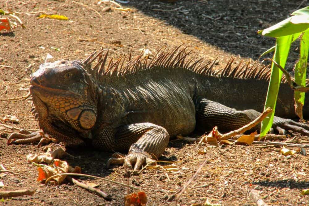 Iguana Bites Toddler