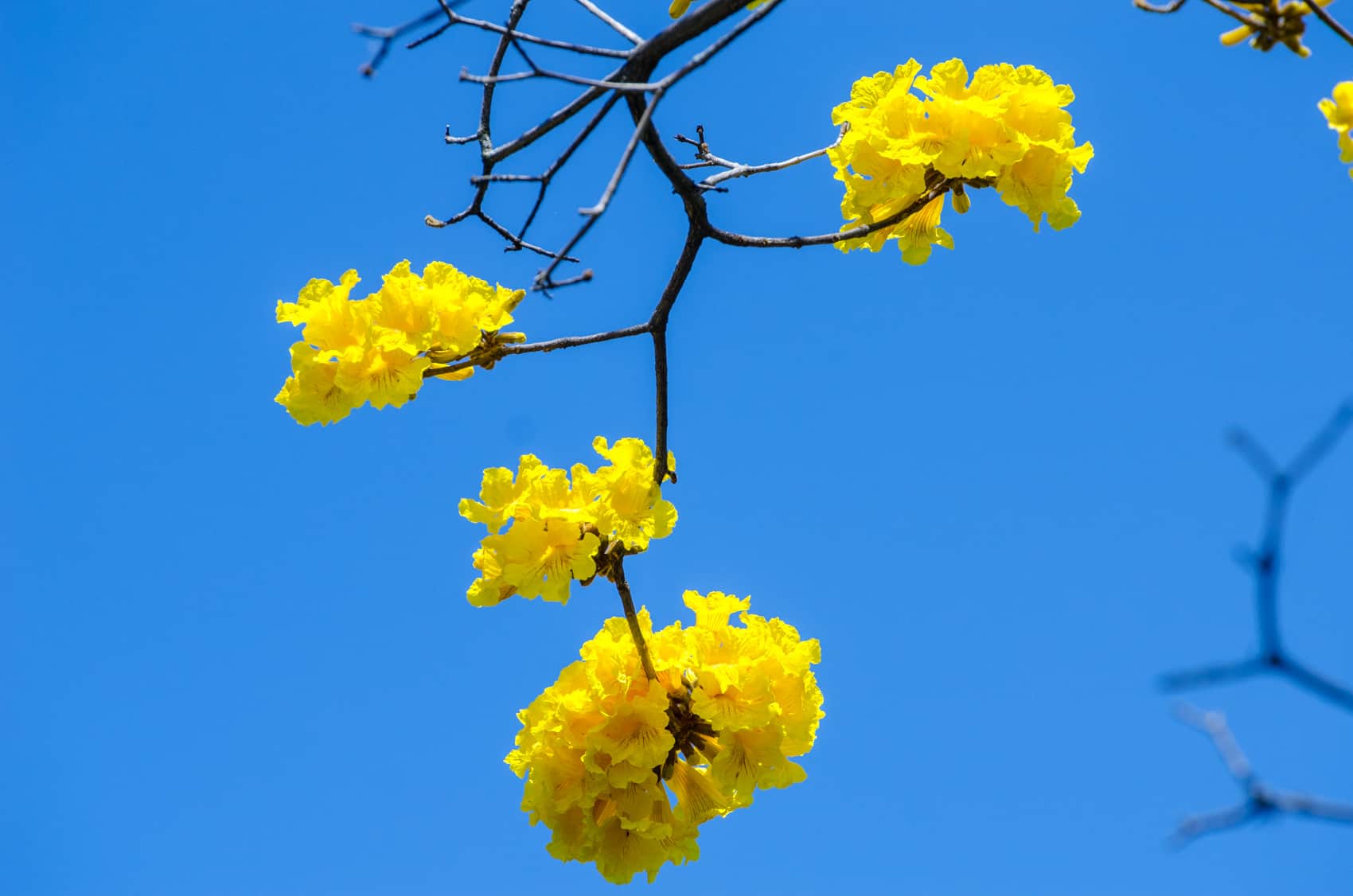 A Tabebuia ochracea know in Costa Rica as the Corteza Amarilla found in Sabanilla, east of San José.