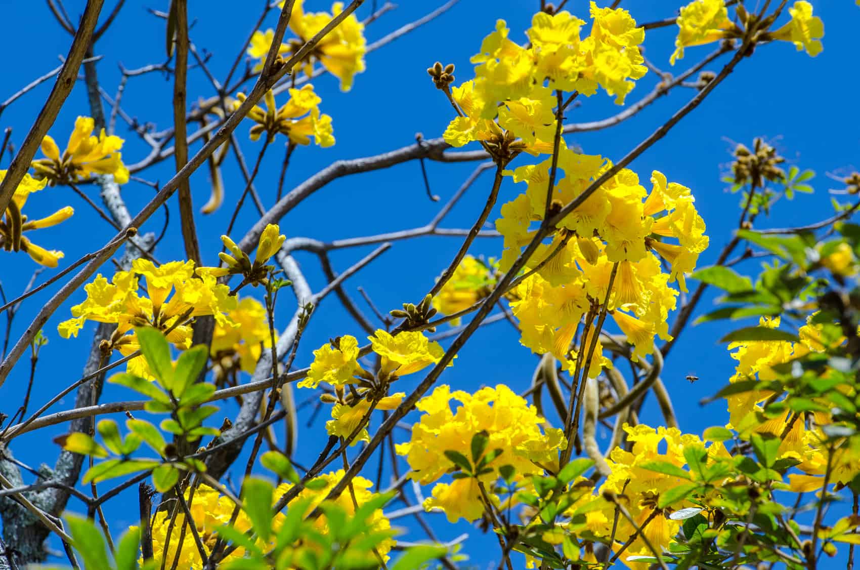 The yellow flowers of a Tabebuia ochracea tree, known in Costa Rica as corteza amarilla.
