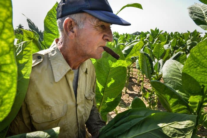 Cuban workers harvest tobacco leaves.