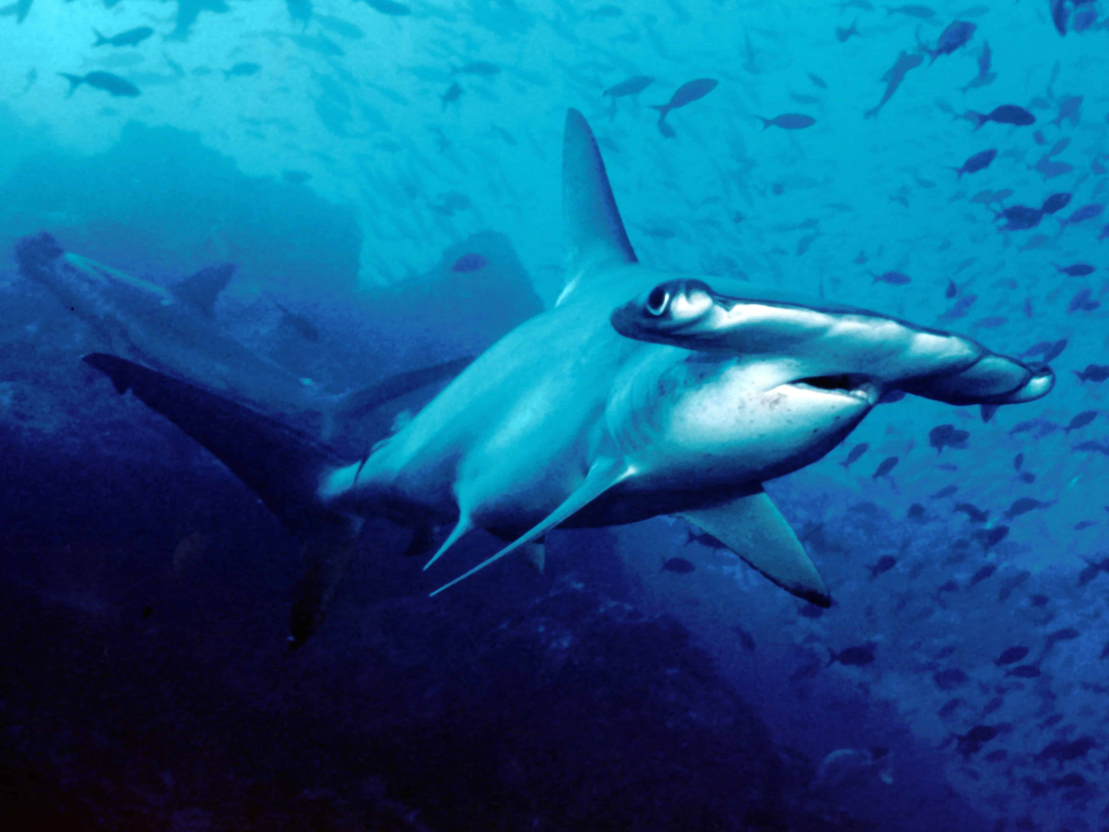 CITES protects scalloped hammerheads off Costa Rica's Cocos Island.