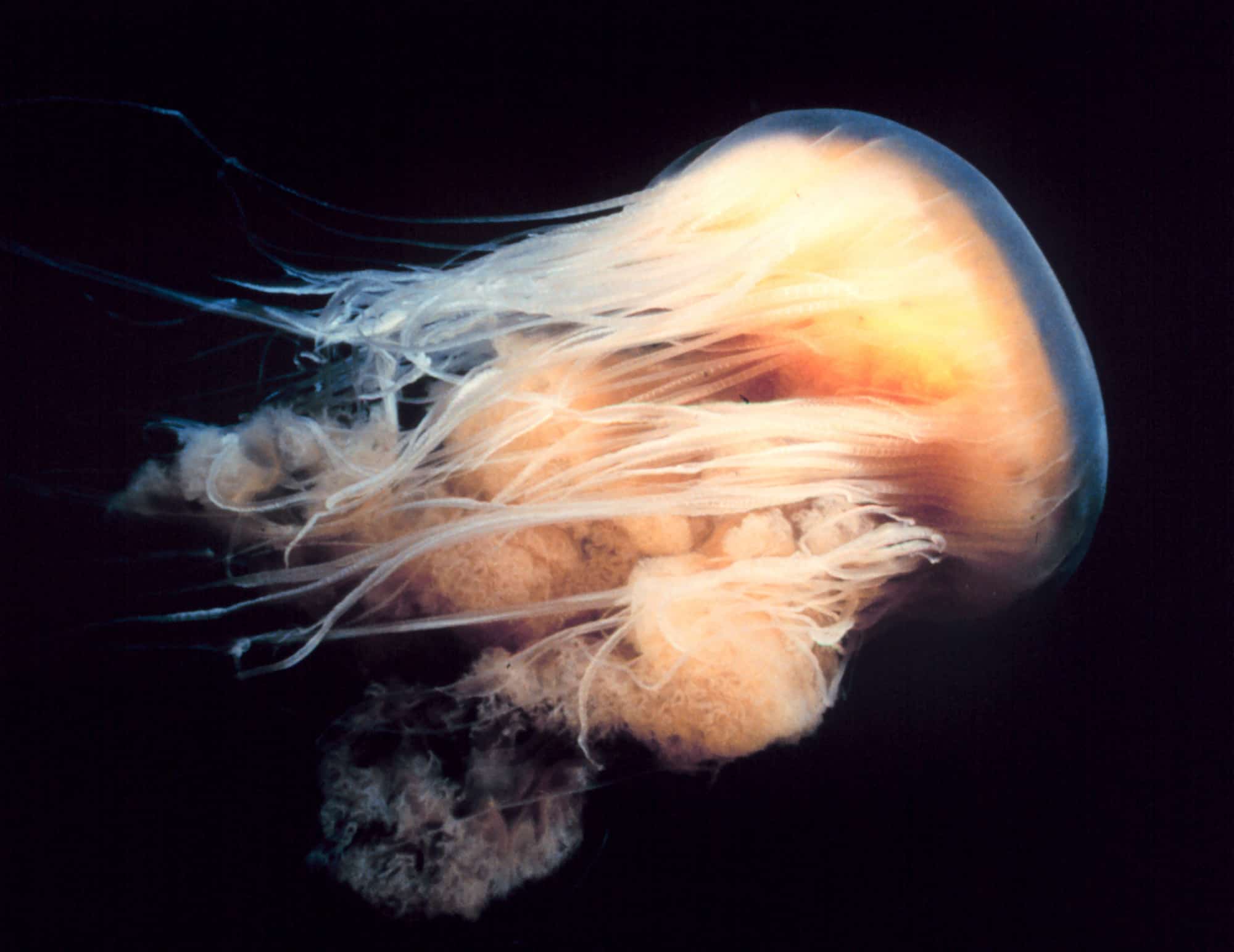 A jellyfish swimming. Jellyfish have shut power plants from Sweden to the United States while killing thousands of farmed fish in pens held off the coast of Britain. Climate change may be one reason more jellyfish are congregating in large numbers known as blooms.