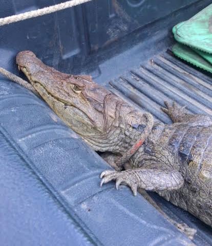 Hungry crocodile removed from Costa Rica home