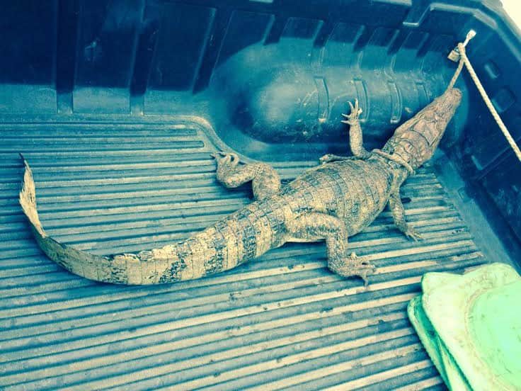A 1.5-meter-long crocodile police relocated from a home in Naranjo, Alajuela on Tuesday, March 10, 2015.