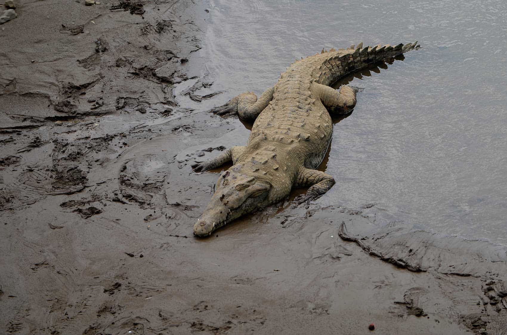 Crocodile Mating Season