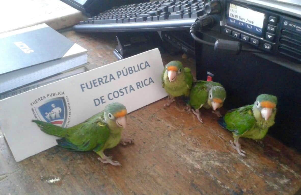 Rescued parakeets at a police station in Guanacaste, March 14, 2015.