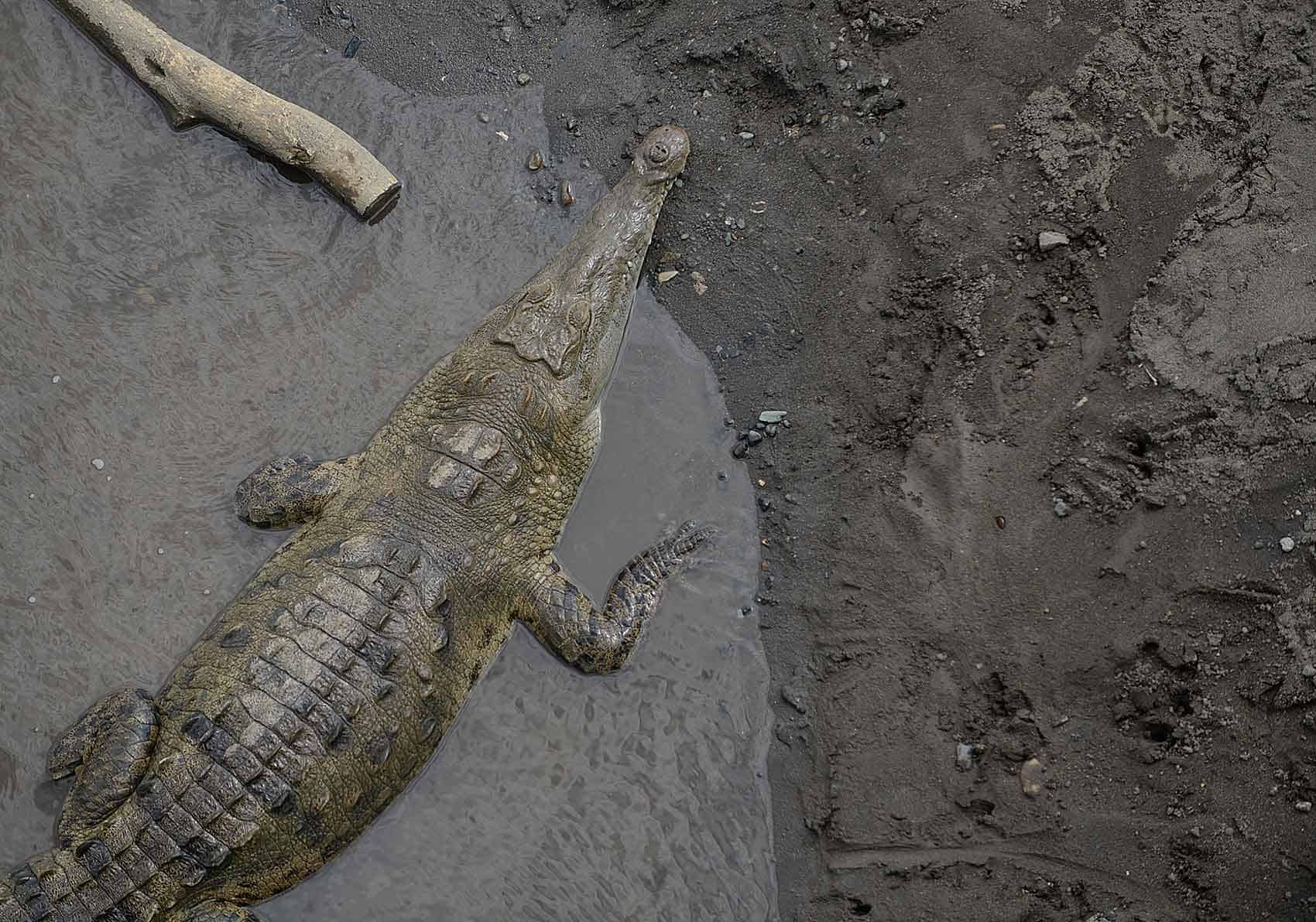 The Tamarindo Development Association and the Environment Ministry have developed a plan to prevent future crocodile attacks in the area.