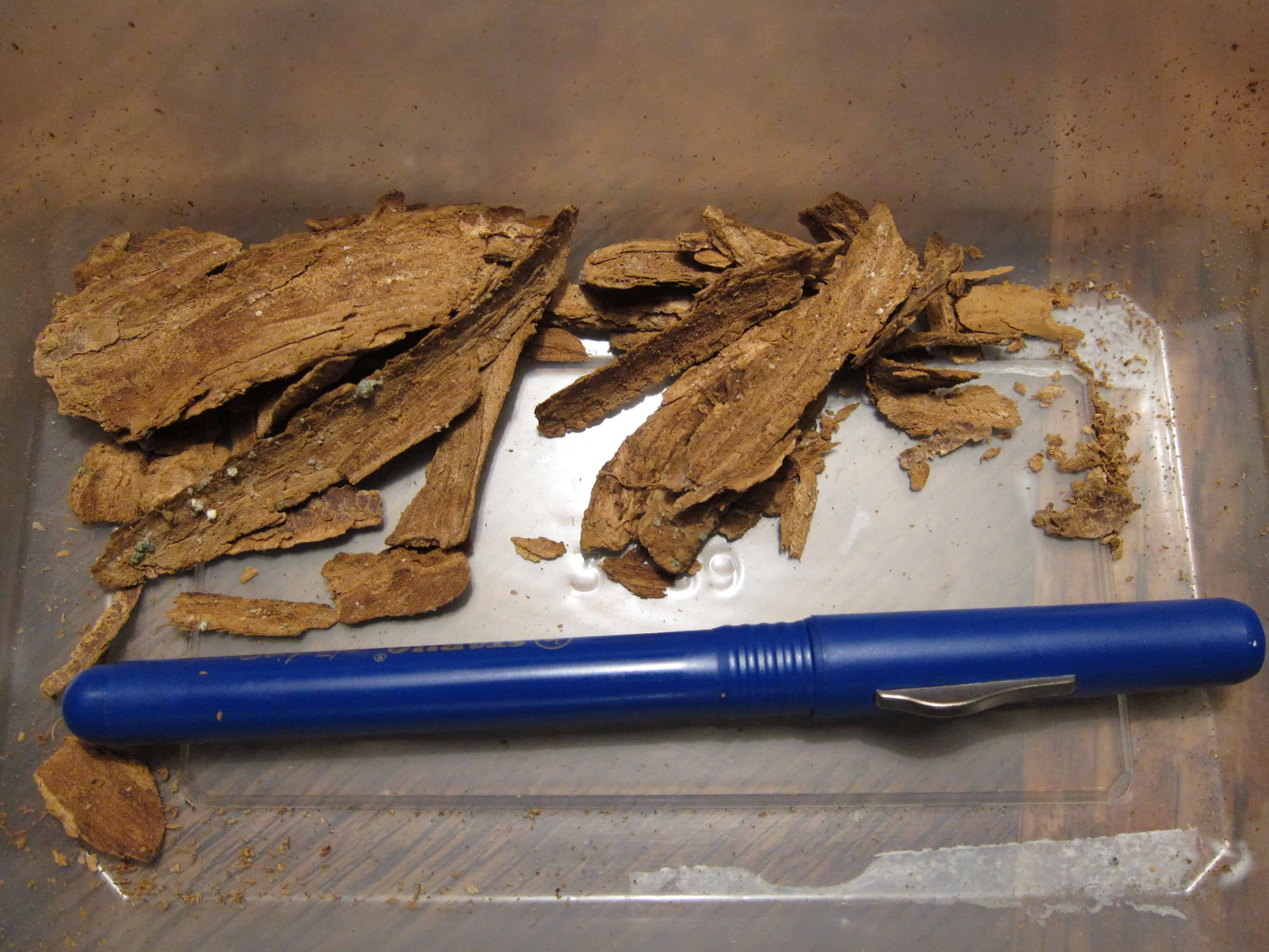Dried bark of the plant Tabernanthe iboga.