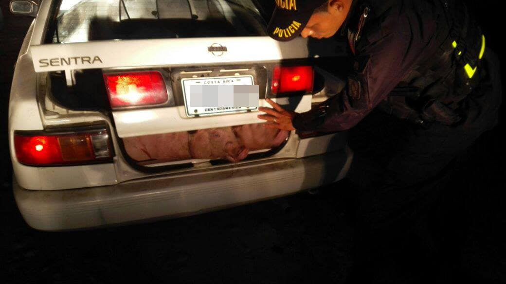 Pigs stuffed into the trunk of a car.