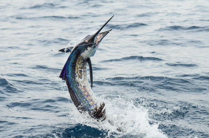 Fishing for sailfish in Costa Rica