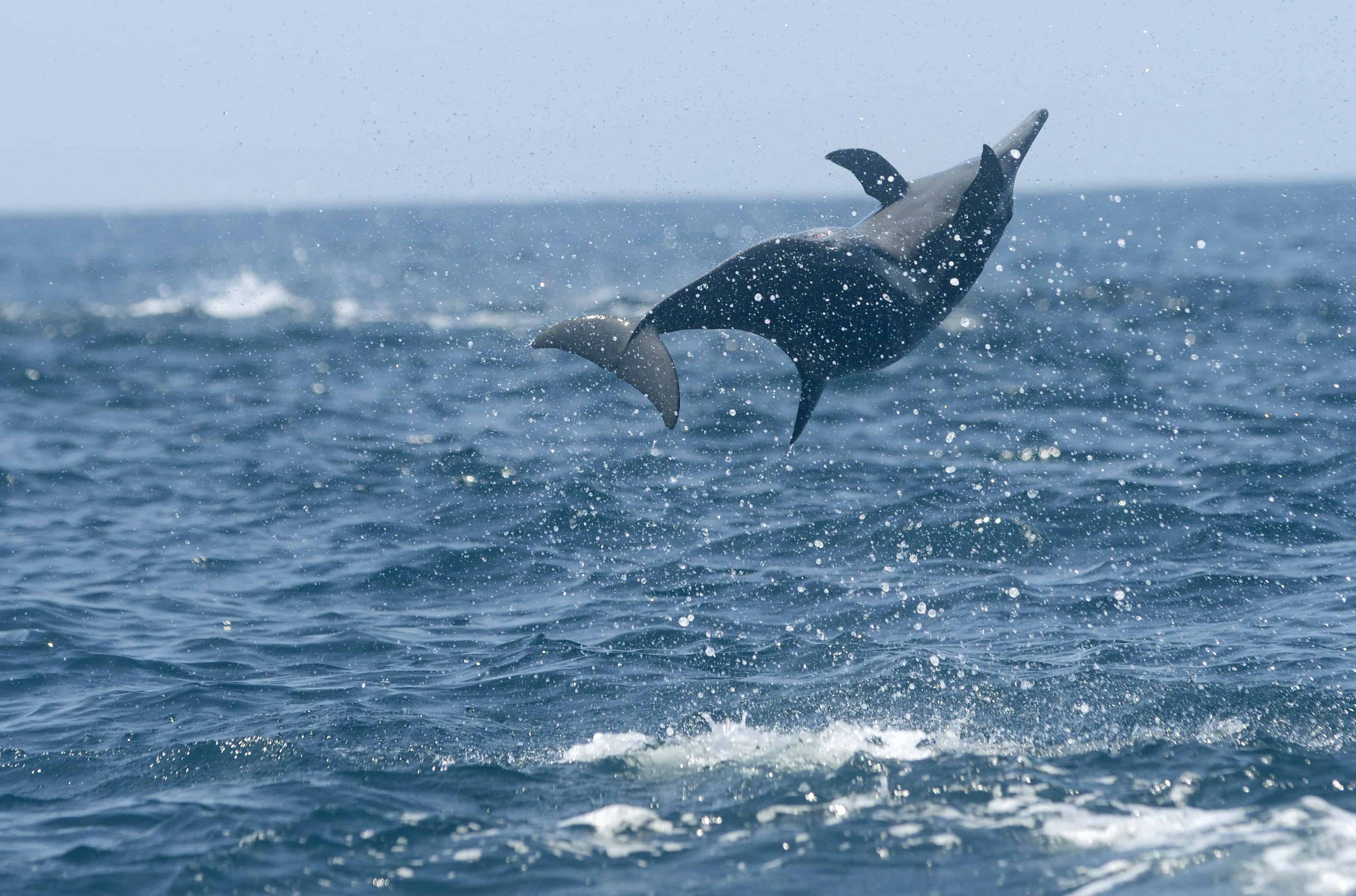 Costa Rica Spinner Dolphin
