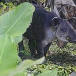 Baird's Tapirs (Tapirus bairdii) are endangered, but pockets can be found within Costa Rica's national parks.