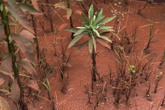 Red dirt covers the ground near Vale’s Carajas mine in Brazil. It is the largest iron ore mine in the world, April 13, 2015.