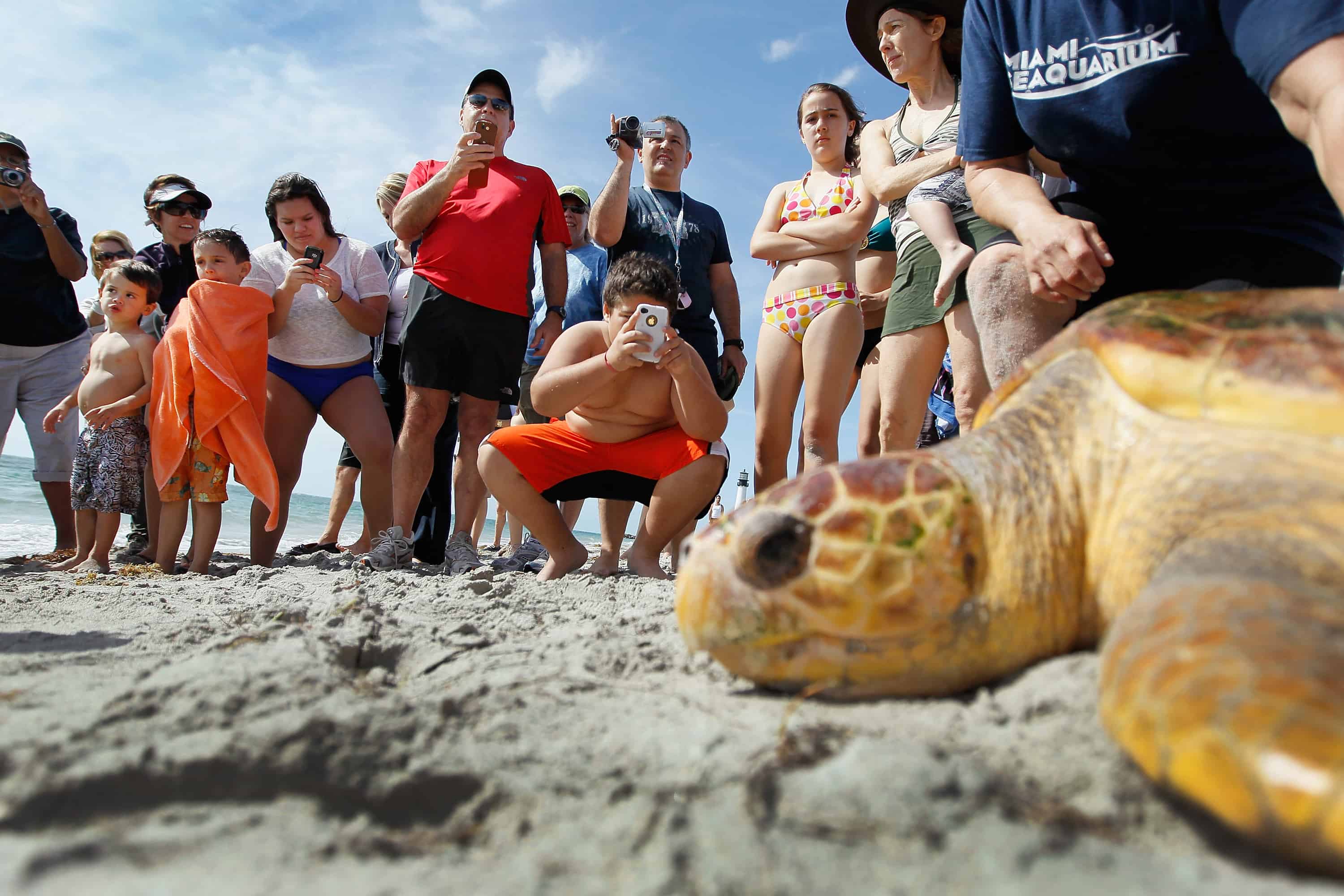 A loggerhead sea turtle is released into the wild.