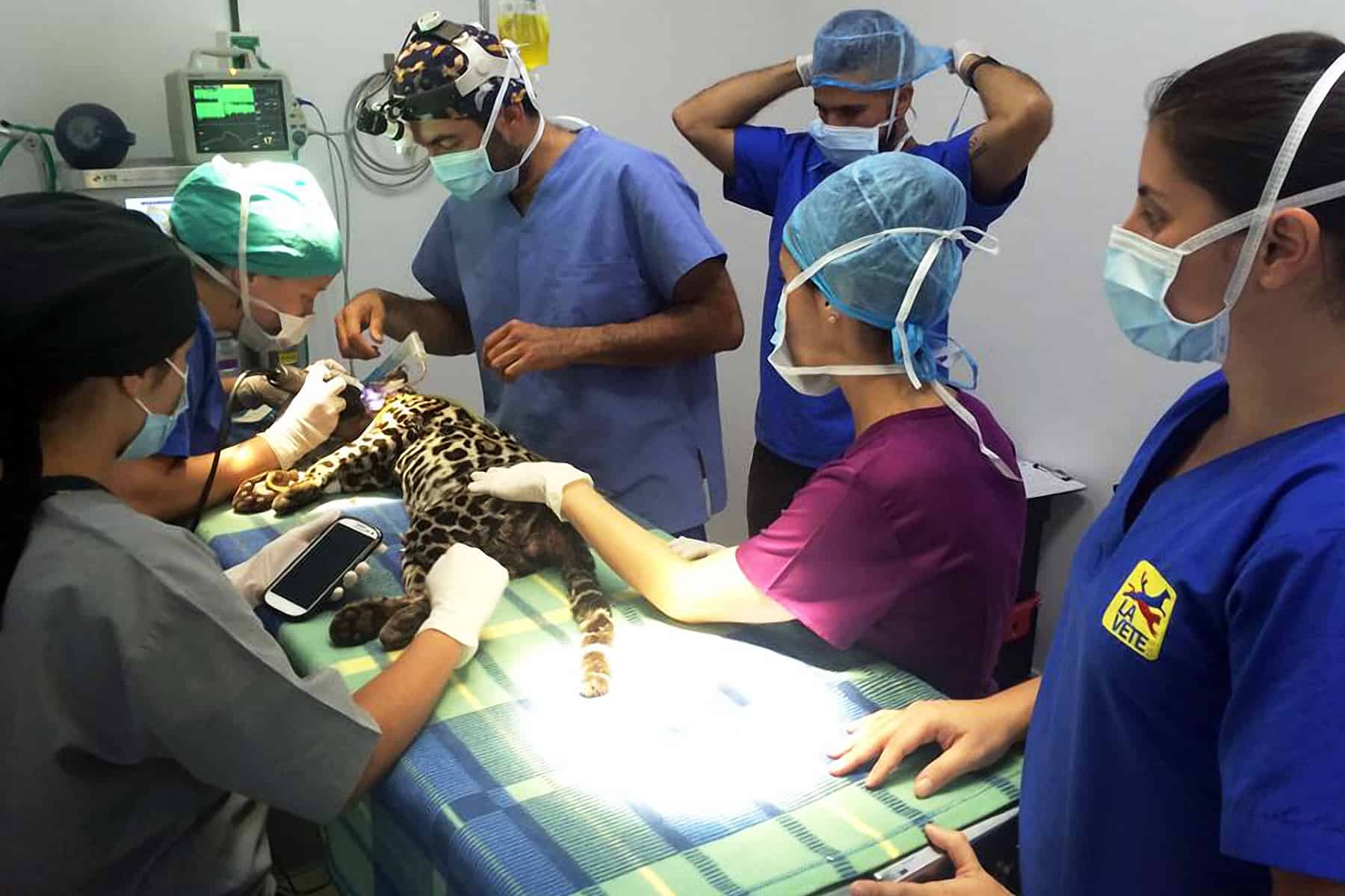 Surgery to repair the jaw of Alik the ocelot.