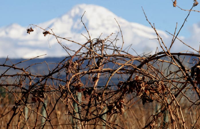 The wine-growing district of Agrelo in Mendoza.