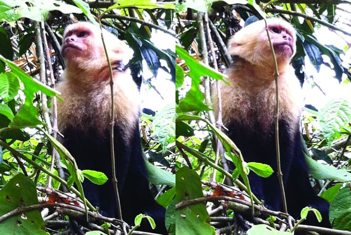 Monkey business at Manuel Antonio is alive and well