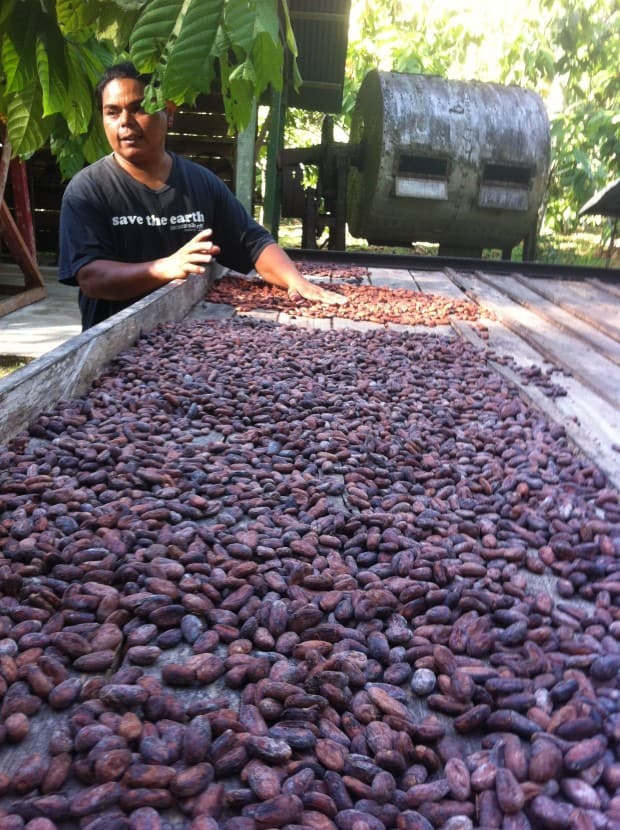 Costa Rican Tour guide Rafael Obando shows how chocolate beans are left to dry in the sun until they turn brown.